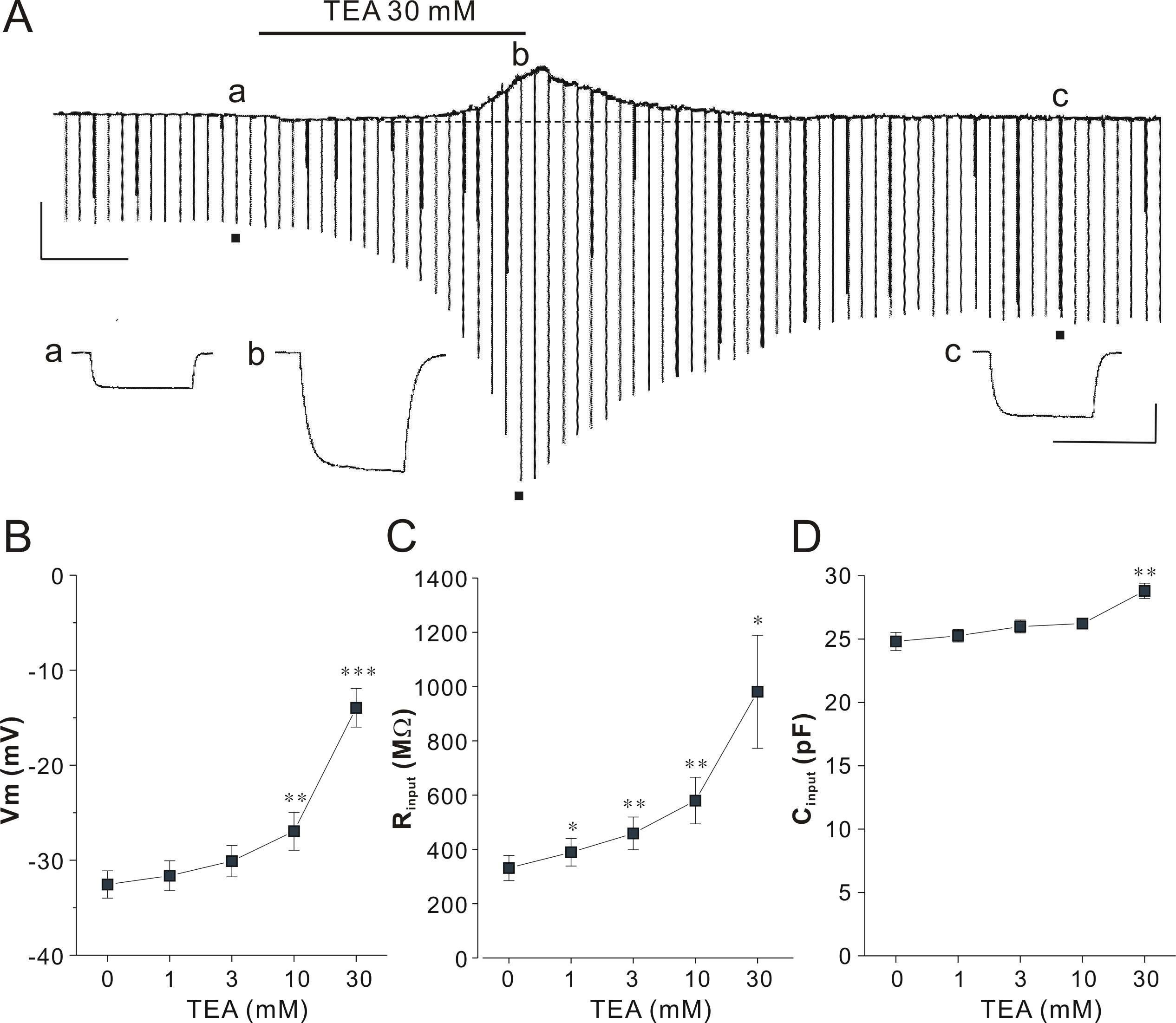 TEA induced depolarization of the resting membrane potential (Vm) measured by whole cell current clamp recording