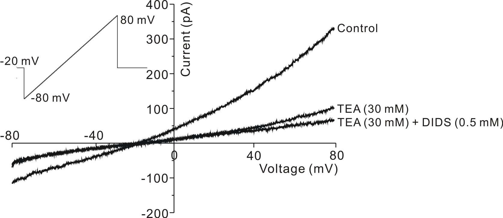 Effects of TEA in company with DIDS after application of TEA on PV cell.