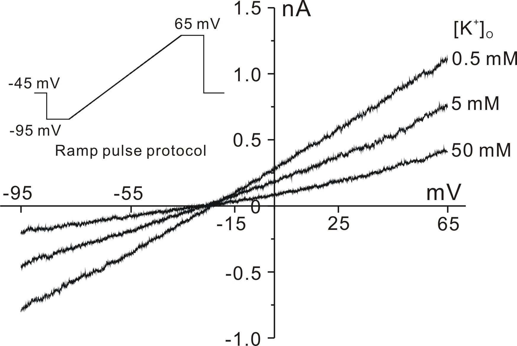 Current-voltage relations obtained in the perfusion solution whose K+ is replaced with Na+.