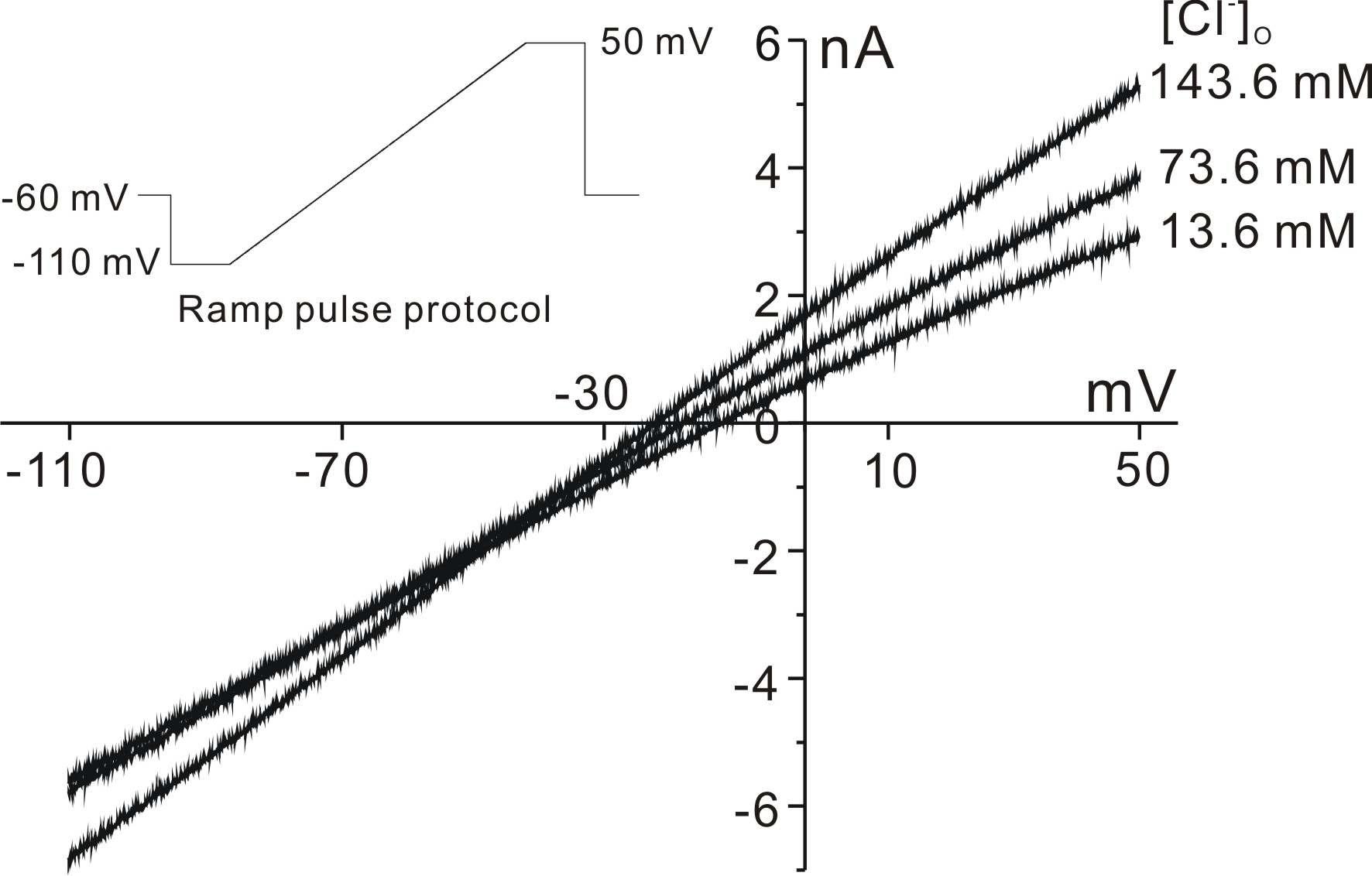 Current-voltage relations obtained in the perfusion solution whose Cl- is replaced with gluconate.