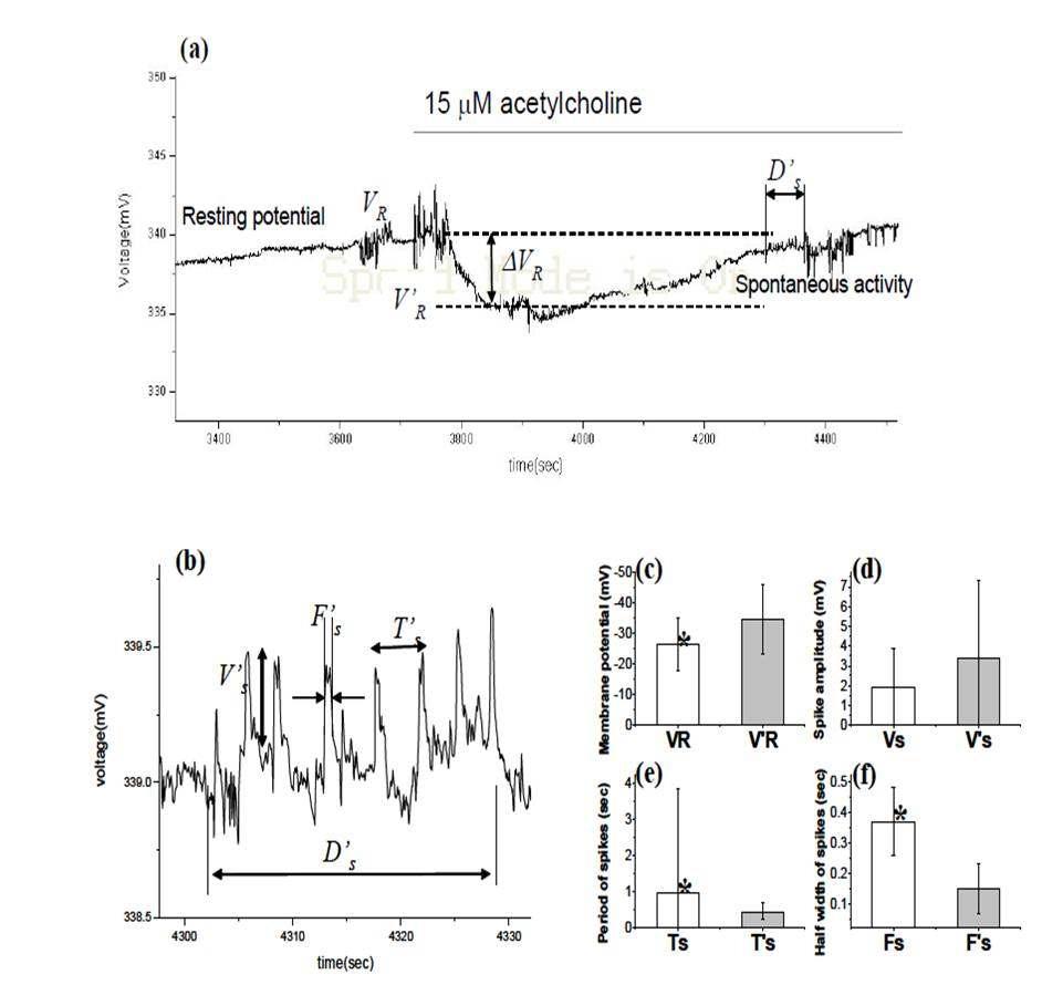 Effects of acetylcholine (15 mM) on the resting potential and the spontaneous burst.