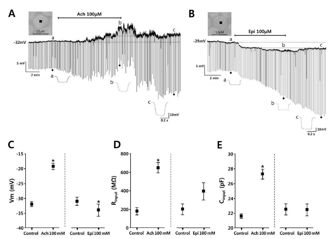 Acetylcholine and epinephrine induced fluctuation of membrane potential (mV) measured by whole-cell current clamp recording