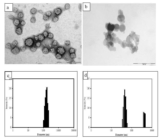 TEM images of (a) HPMC6-OA nanoparticles, (b) HPMC4000-OA nanoparticles, (c) HPMC6-OA, and (d) HPMC4000-OA nanoparticles.