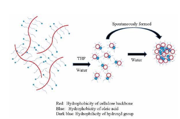 HPMC-OA conjugation nanoparticle의 형성 원리