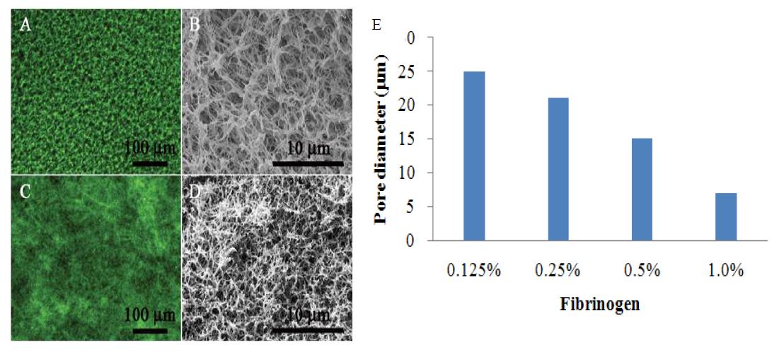 IPN structure of 4 types of fibrin hydrogel according to fibrinogen concentration.