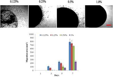 Fibrin droplet assay for determining MSCs-AT migration. MSCs-AT was encapsulated into fibrin matrices prepared with 0.125, 0.25, 0.5, and 1.0% fibrinogen and cultured for 7 days. Migration distance of MSCs-AT was measured by photoplanimetry method. Fibrinogen concentration in fibrin hydrogel significantly influenced on cell migration