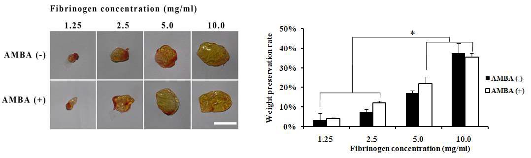 In vivo biodegradation rate of fibrin hydrogel according to fibrinogen concentration and AMBA.