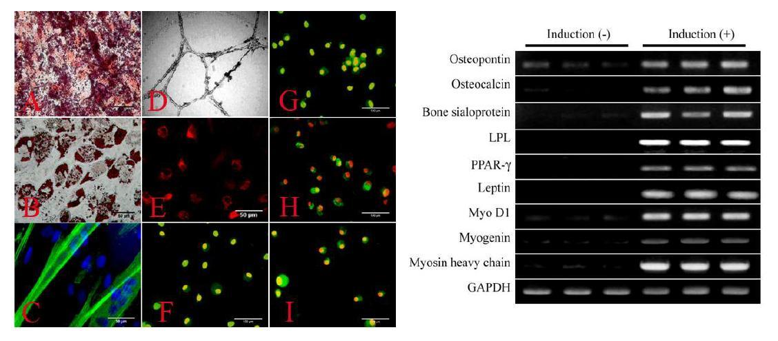 In vitro differentiation potential of MSCs-AT isolated by niche preserving 3-dimensional organ culture system of adipose tissue. Outgrown cells disclosed osteogenic (Alizarin red staining, A), adipogenic (Oil red O, B), and myogenic (immunostaining against myosin heavey chain, C) lineages. Outgrown cells were induced into endothelial cell lineages using fibrin hydrogel and VEGF. Induced cells formed capillary-ike network (D), expressed CD31 (F), CD34 (G), vWF (H), and VE-cadherin I), and acquisited ability to uptake acetylated-low density lipoprotein (E). Induced outgrown cells expressed lineage-specific mRNAs.