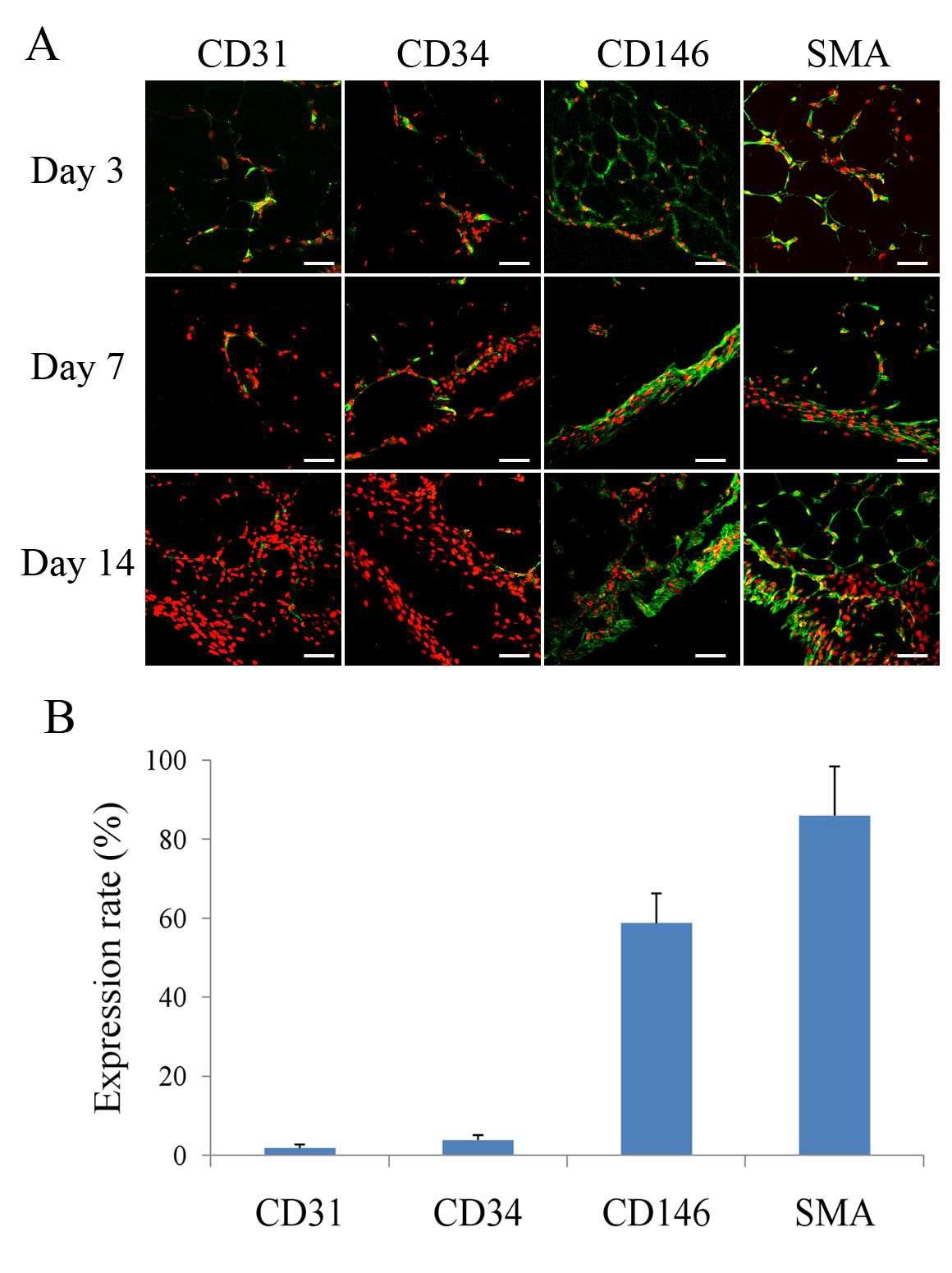 Phenotypic characteristics of in situ mobilized/proliferated and outgrown cells in cultured adipose tissue and fibrin hydrogel