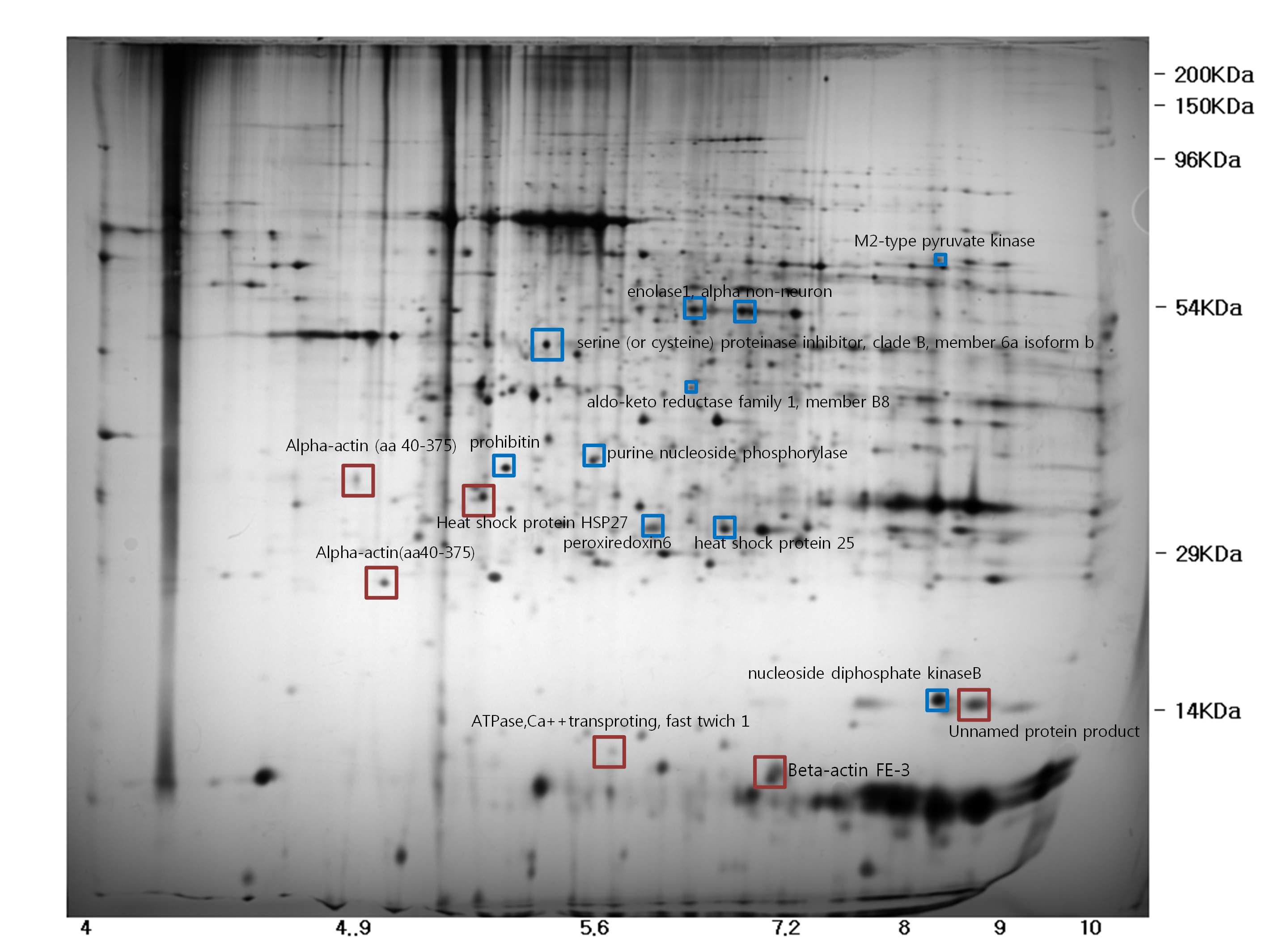 Representative photograph of 2-dimensional gel electrophoresis of protein extracted from cultured adipose tissue using fibrin hydrogel-based 3-dimensional organ culture. Red box highlighted spot, which intensity was increased more than 2 times compared to cultured adipose tissue in free floating condition and pre-cultured adipose tissue. Green box highlighted spot, which intensity was decreased more than 2 times compared to cultured adipose tissue in free floating condition and pre-cultured adipose tissue.