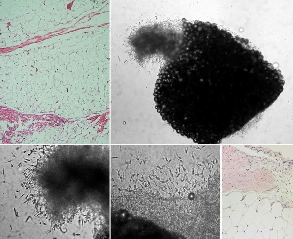 Fibrin hydrogel-based 3-dimensional organ culture of loose connective tissue (LCT).