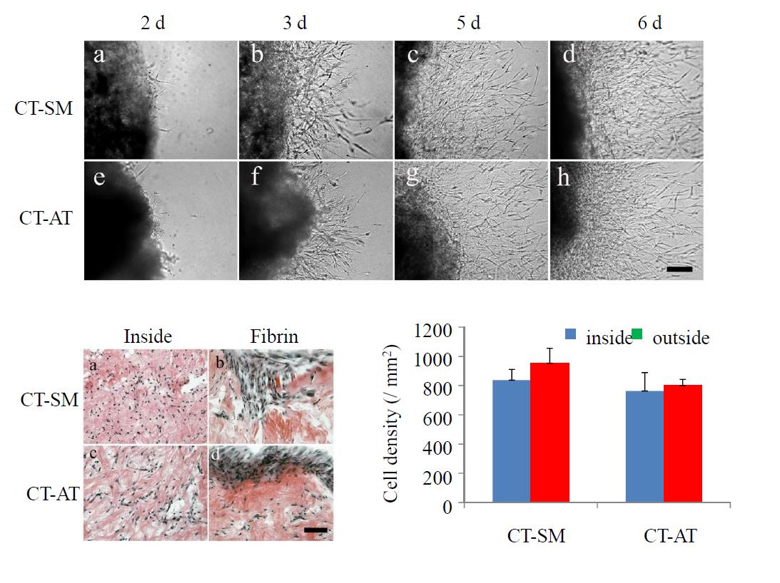 Fibrin hydrogel-based 3-dimensional organ culture of loose connective tissue derived from adipose tissue (CT-AT) and skeletal muscle (CT-SM).