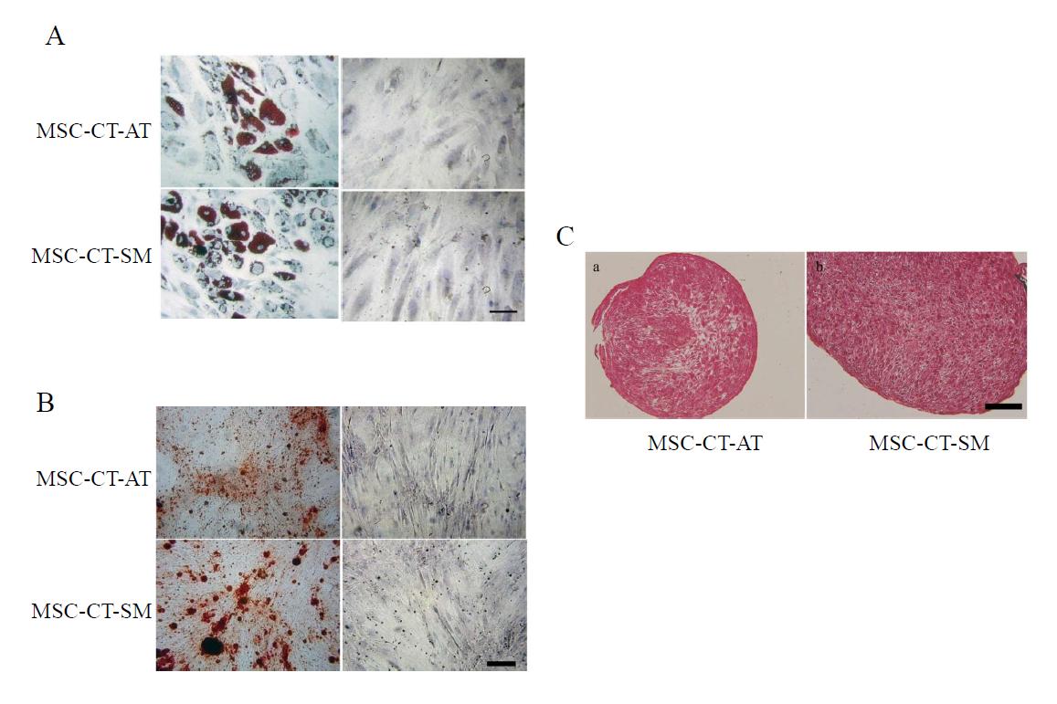 In vitro differentiation potential of cells derived from loose connective tissue of adipose tissue (AT) and skeletal muscle (SM).