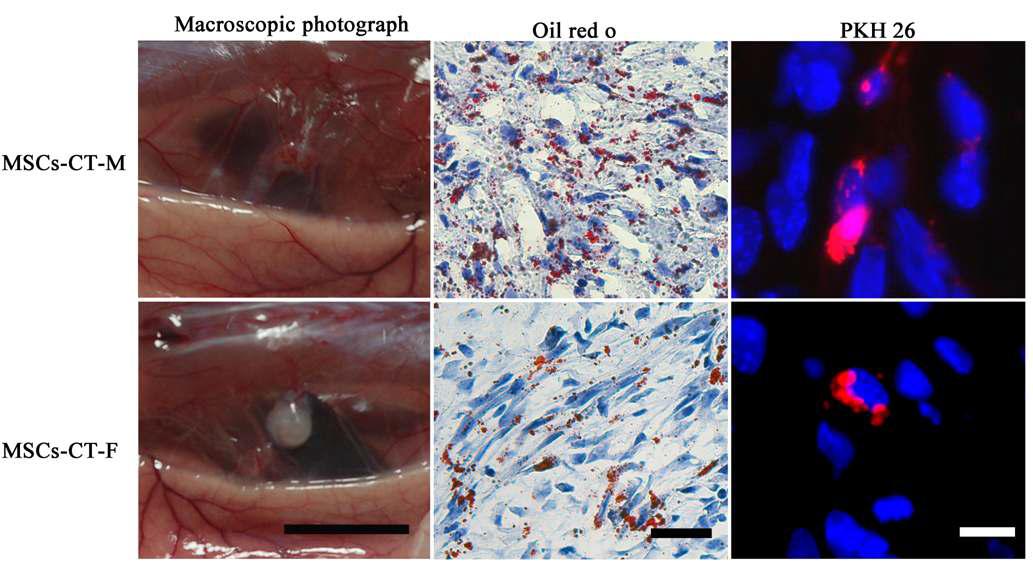 In vivo differentiation potential of MSCs derived from loose connective tissue of skeletal muscle (MSCs-CT-M) and adipose tissue (MSCs-CT-F) into adipogenic lineage