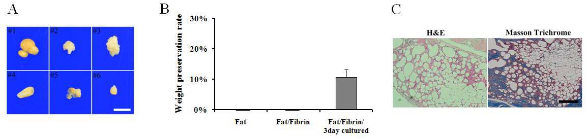 Survival rate of adipose tissue graft via free graft, fibrin hydrogel-supported graft, and MSCs-AT integrated graft at 12 weeks after implantation. Transplanted fat tissue into subdermis was harvested at 12 weeks. Only rats transplanted MSCs-AT integrated adipose tissue could find grafted adipose tissue, but other rats received adipose tissue via free graft and fibrin hydrogel supported graft could not find grafted adipose tissue