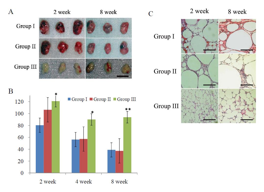 Macro- and microscopic findings of transplanted adipose tissue (A): Macroscopic photographs of transplanted adipose tissue at 2, 4, and 8 weeks after transplantation. Scale bar = 5 mm. (B): Weight of transplanted implants was normalized by weight of adipose tissue before transplantation and presented as weight reduction rate (%). *, p < 0.05 compared to Group I; **, p < 0.01 compared to group I and group II. (C): Microscopic photographs of implanted adipose tissue at 2 and 8 weeks after transplantation. In group I and group II, adipocytes were degenerated, fused, and formed oil cyst. In addition, inflammatory cell infiltration and fibrosis were frequently observed in group I and group II. Adipose tissue in group III showed preserved cellular architecture and minimal fibrosis and inflammatory cells infiltration. Scale bar = 500 mm