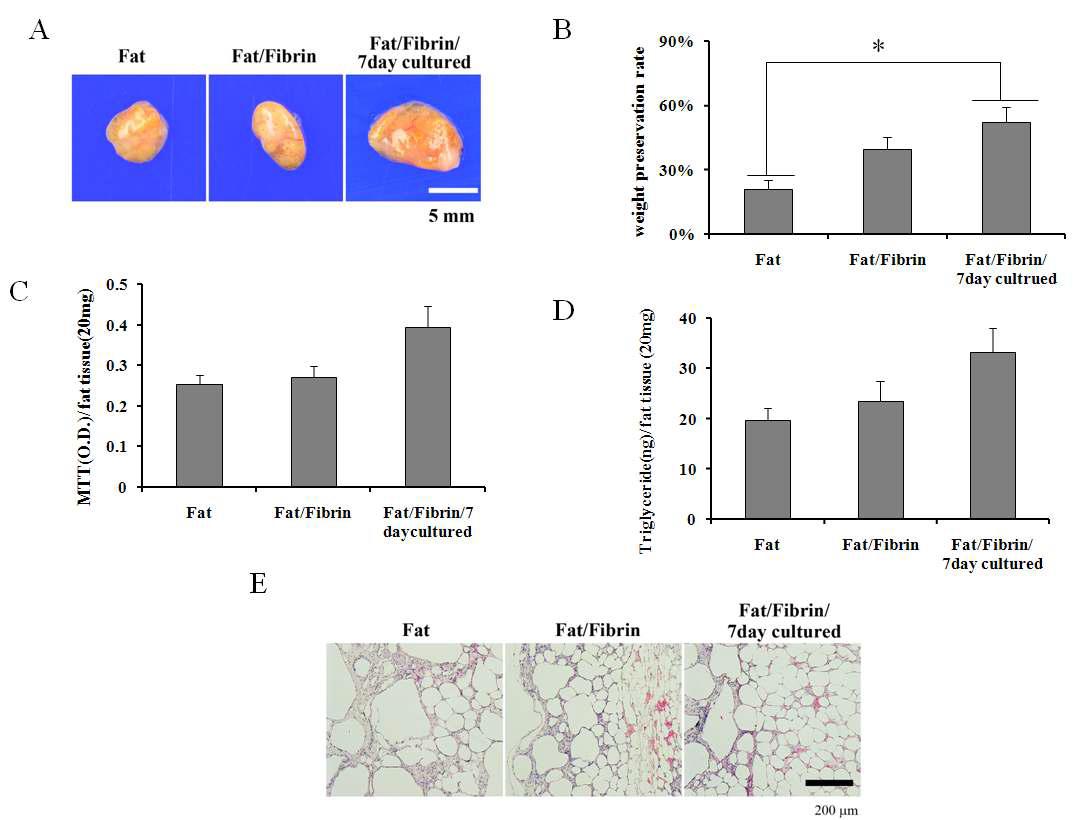 Human adipose tissue grafted into nude mice via three different ways. In first group, fat was grafted by conventional method (free fat graft). In second group, human fat tissue was grafted via fibrin hydrogel supported. In third group, MSCs-AT integrated fat graft was fabricated using in vitro 3-dimensional organ culture for 7 days and grafted. Grafted adipose tissue was harvested at 4 weeks and determined survival rate. Implanted fat tissues were analyzed by macroscopic finding(A), weight measurement(B), MTT(C), TG content(D) and histologically (E). The results demonstrated that MSCs-AT integrated adipose tissue grafting was significantly best results in terms of quantitative and qualitative survival rate.