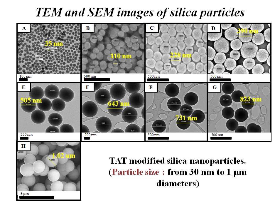 형광체인 FITC가 포함된 다양한 크기의 Silica Particles의 전자현미경 사진