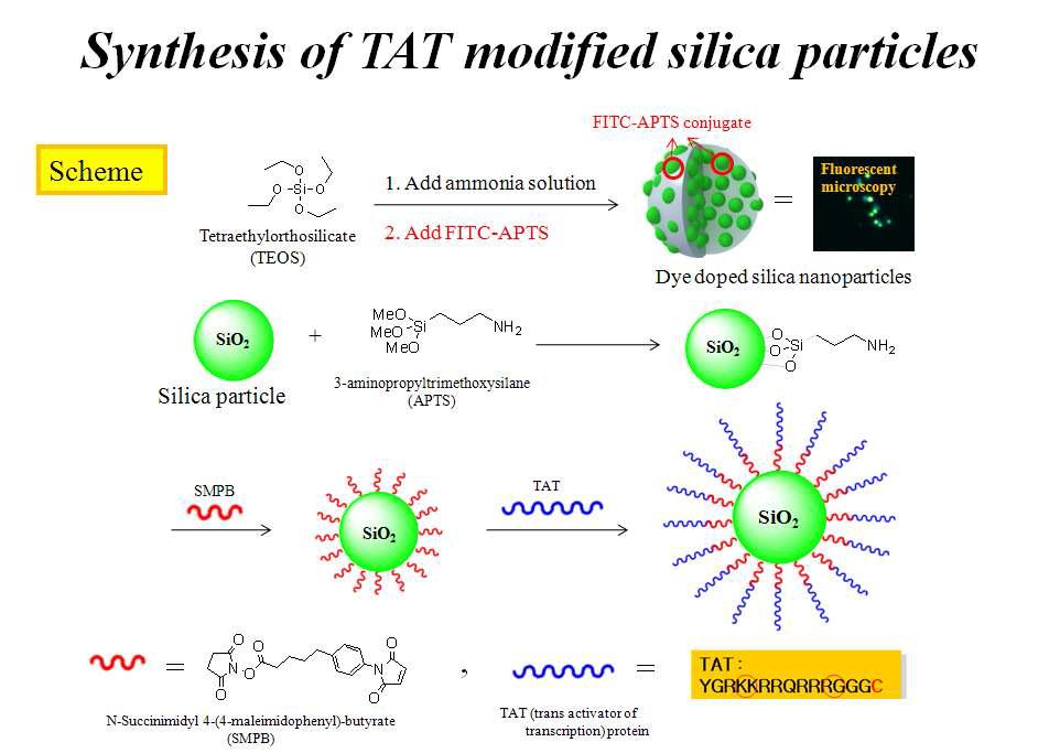 형광 silica particle의 표면에 Tat-peptide를 삽입시키기 위한 화학 Scheme