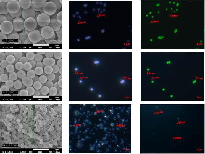 (왼쪽) 다양한 크기의 실리카 비드의 SEM 사진. (중간) 광학현미경으로 관찰된 particle의 이미지. (오른쪽) 형광 filter를 통하여 FITC가 담지된 particle들의 모습이다.