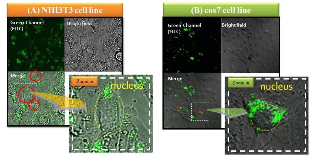 Tat-PTD가 결합된 형광 실리카 파티클을 (a) NIH3T3세포와 (b) cos7 세포 배양액에 주입한 후, 3시간 지나서 형광과 bright field로 관찰한 결과.