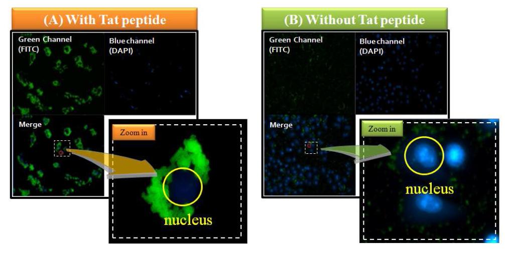 Tat-PTD가 결합된 형광 실리카 파티클과 결합되지 않은 같은 크기의 particle을 세포내로 침투시켜 확인 한 형광 사진 (a)의 경우는 이전과 마찬가지로 핵주변에 매우 효과적으로 침투하고 있으나, Tat이 없는 경우 (b)는 거의 관찰되지 않았으며, DA PI 로 처리하였을 때 핵 주변에 FITC particle이 거의 존재하지 않음을 알 수 있다.