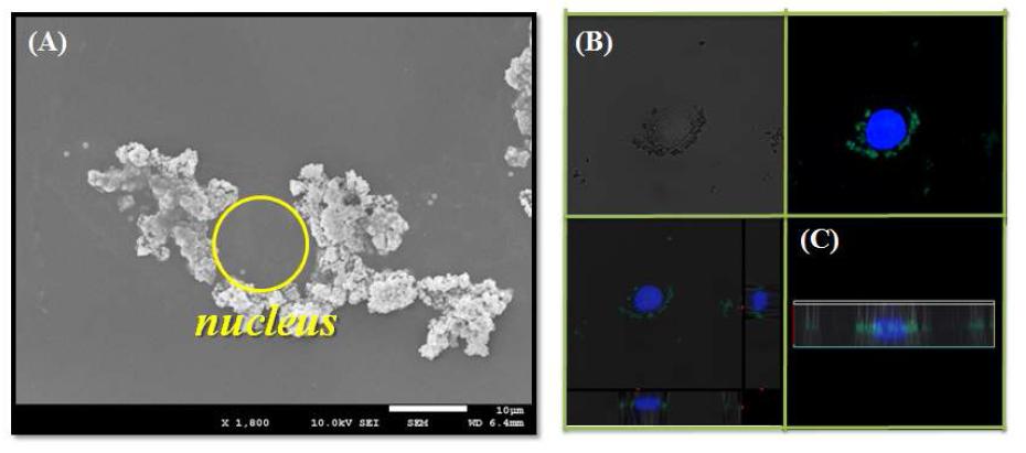 Tat-PTD가 결합된 형광 실리카 파티클을 injection 한 후에, (a) SEM 현미경으로 관찰하였을 때, 세포막 내부로 많은 particle들이 삽입되어 있으며, (b)의 경우 DA PI의 핵막 주변에 파티클들이 들어 있으며, confocal z-scan을 통하여 세포질 내부에 들어가 있음을 확인 할 수 있다 (c).