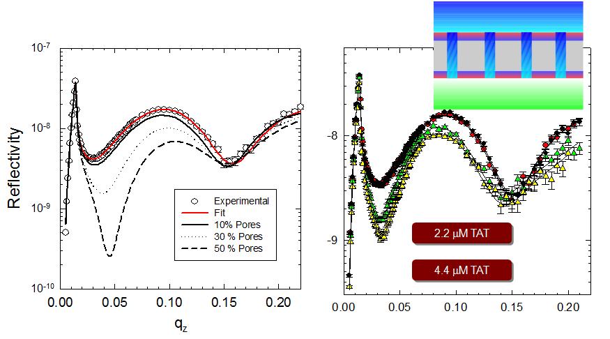 (왼쪽) 전산모사에 의하여 세포막에 pore가 10, 30, 50%씩 증가하였을 때, neutron reflectivity의 profile을 보여주고 있다. (오른쪽) 실제 Tat을 2.2microM과 4.4 microM을 DPPC 에 삽입시켰을 때, 왼쪽의 전산모사와 매우 유사한 특징으로 변화하며, 이를 통하여 hole의 전체 부피와 Tat의 농도와의 상관관계를 증명할 수 있었다.