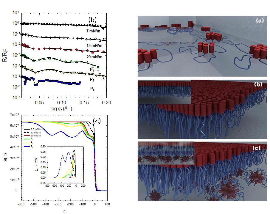 (왼쪽) 각 표면 압력에서 중성자로 측정한 결과와 이를 분석하기 위하여 제시된 SLD 분석결과. (오른쪽) 중성자결과에 의하여 구현된 생체유사막의 액체내 표면 구조 모델
