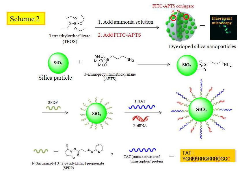 형광 silica particle의 표면에 Tat-peptide와 siRNA를 삽입시키기 위한 화학 Scheme