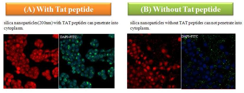 Tat-modified 200 nm particle(오른쪽)이 control (왼쪽)에 비하여 훨씬 많은 양이 uptake되었으며, 마찬가지로 R FP가 강하게 발현되고 있는 confocal 현미경 결과.