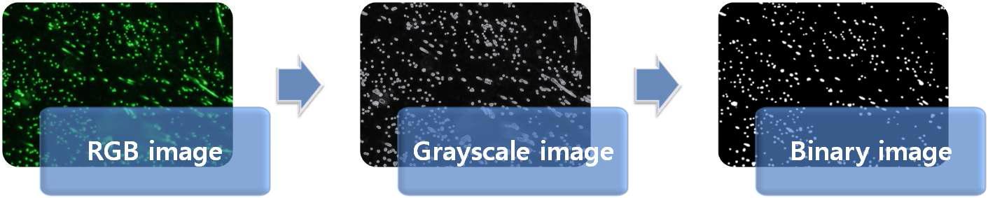 Eco-ECC 단면 형광 이미지에서 섬유 검출을 위한 변환 과정