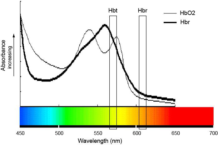 가시광선 파장에 따른 HbO2와 Hbr의 absorption curve