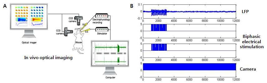 본 연구팀에서 구축한 in vivo optical imaging setting으로 electrophysiology를 측정함과 동시에 optical imaging을 측정할 수 있음.