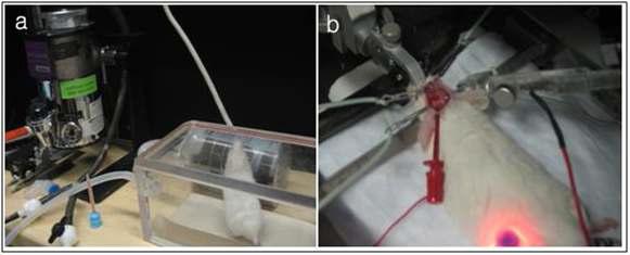 a) isofluorane을 이용하여 생쥐를 마취시킨 후에, b) 진동을 흡수해주는 stereotoxic frame 수술대에서 반복적인 간질 발작을 확인하기 위하여 in vivo electrophysiology를 측정하는 모습