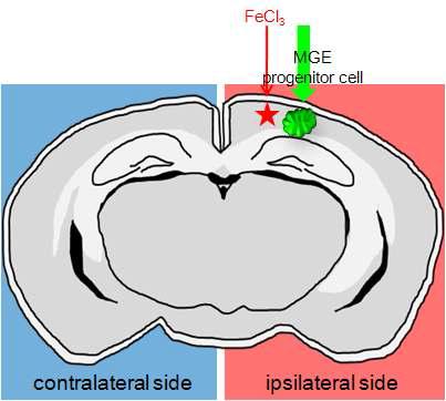 MGE progenitor cell을 이식한 위치를 표현한 그림으로, FeCl3를 이식한 부위에서 1mm 떨이진 대뇌 피질에 세포 이식하여 28일 까지 생존 여부를 관찰함