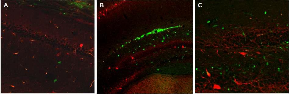 대뇌 피질에 이식한 MGE progenitor cell들이 심부의 hippocampus(해마)의 CA1, CA3에 해당하는 지역까지 이동한 것을 보여줌