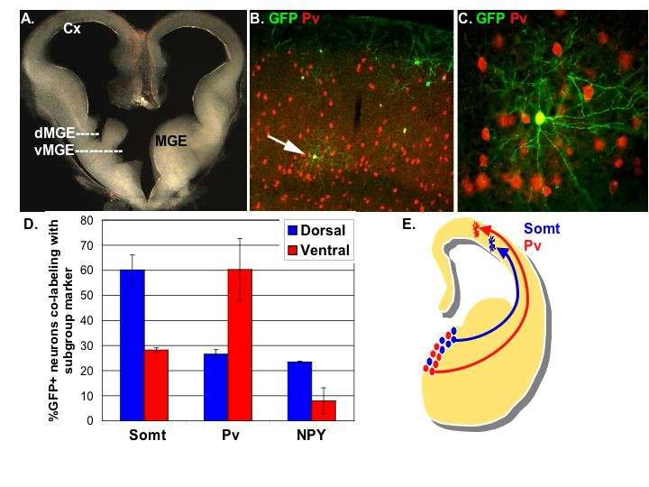 The dorsal or ventral MGE 세포가 특정 하위 그룹의 interneuron의 운명 을 결정한다.