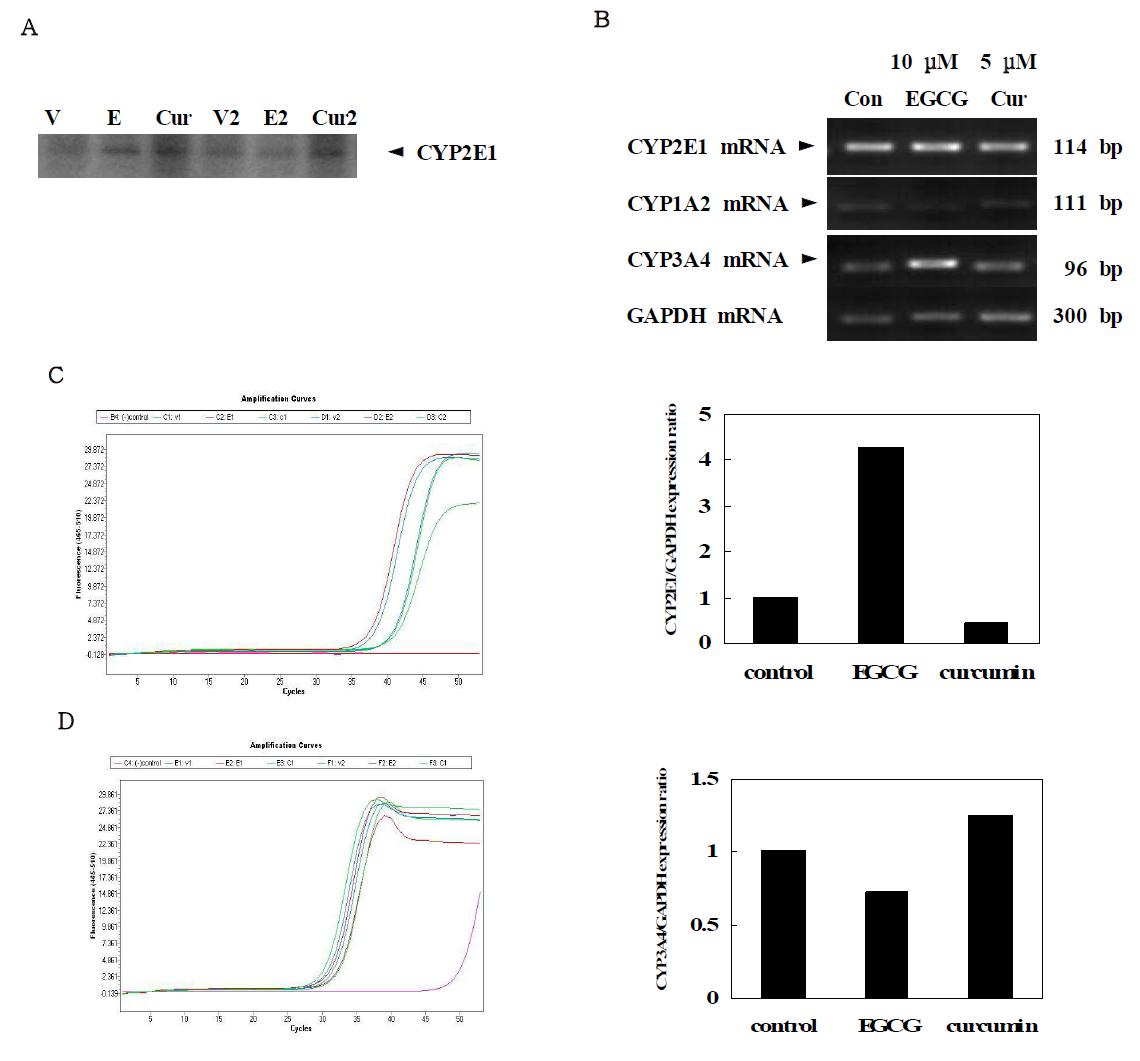 Effects of EGCG or curcumin on mRNA and protein levels of cytochrome P450s.