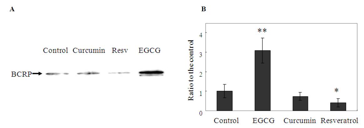 Changes of BCRP expression levels in HepG2 cells in the presence of different polyphenol compoounds.