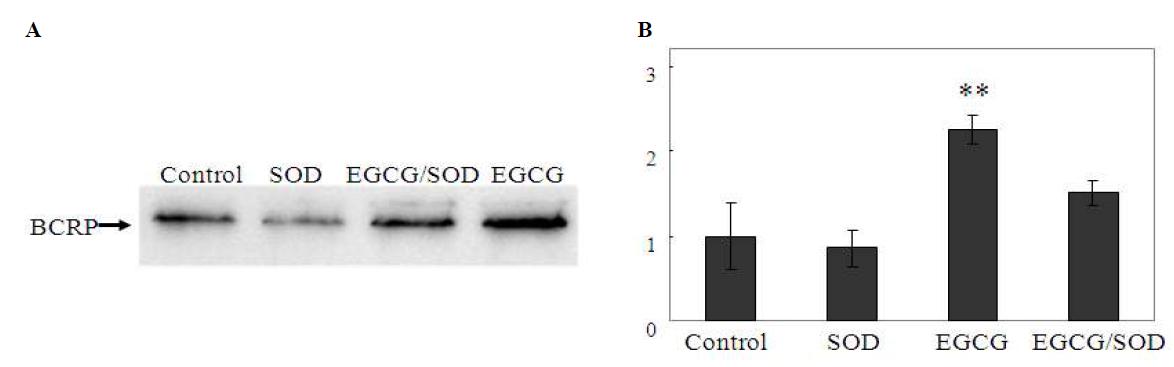 Modulation of BCRP expression levels in HepG2 cells by EGCG　and SOD.