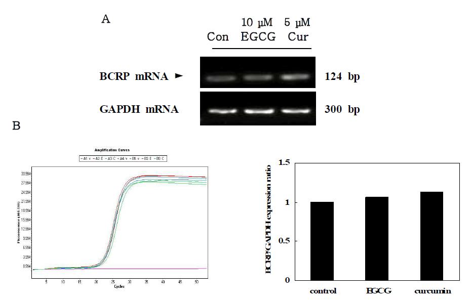 Effect of EGCG and curcumin on BCRP mRNA levels.