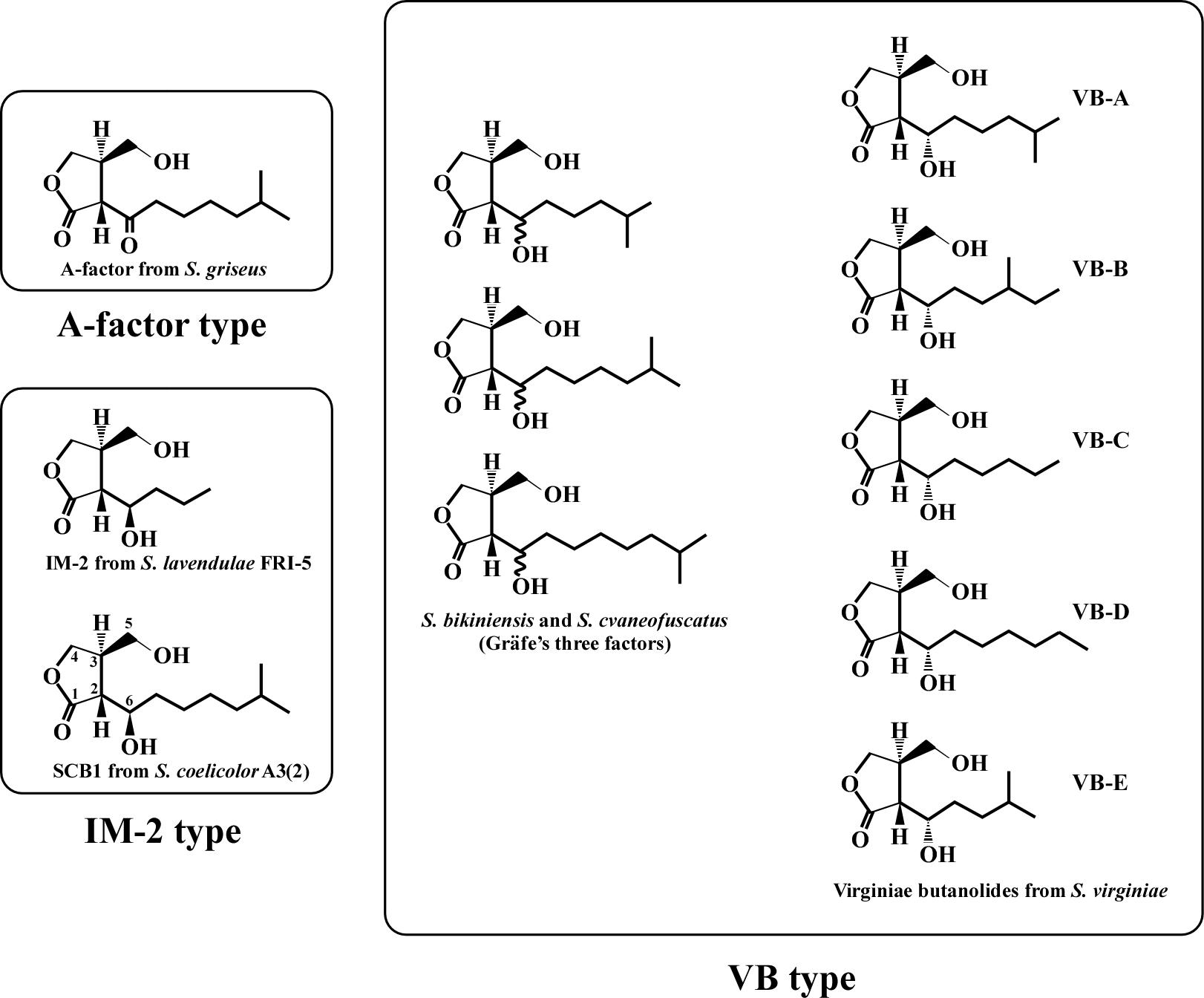 Structures of γ-butyrolactone autoregulators isolated from Streptomyces species.