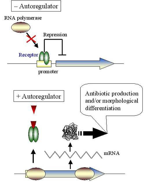 Regulation mechanism by autoregulator and receptor protein.