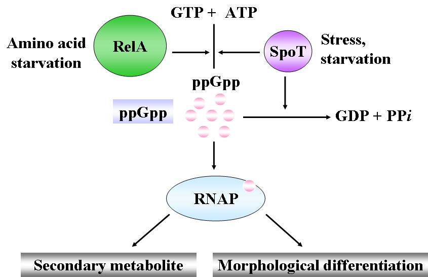 Model of RNAP changed by ppGpp in global regulation.