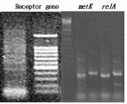 PCR for cloning of autoregulator receptor, metK, and relA from S. natalensis.
