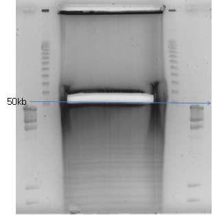 0.35U EcoRI partial digestion and elution of 50 kb DNA fragment.