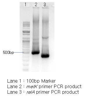 PCR products for 500 bp metK and 400 bp relA.