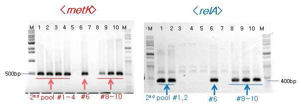 First template pooling PCR.