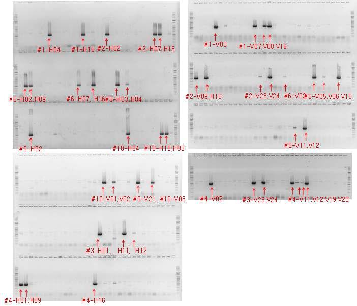 Secondary template pooling PCR for metK. H: Horizontal PCR, V: Vertical PCR.